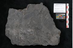 Foto (Objekt + Etikett) von Noeggerathia palmaeformis Goeppert (NHMW-GEO-2024-0188-10734)